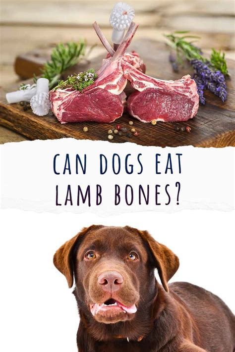 Can dogs eat lamb. As a responsible pet owner, it can be concerning when your furry friend refuses to eat their food. While it may be tempting to brush off their appetite loss as just a picky phase, ... 