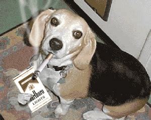 Can dogs get addicted to nicotine. 5. Gum Addiction . Even though nicotine gum holds a much lesser quantity of nicotine than cigarettes, it can still be addictive if taken for too long. When nicotine gum is chewed, the nicotine in it is absorbed by the tissues that coat the mouth and is … 