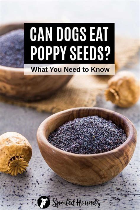 Can dogs have poppy seeds. Poppy seeds are harmful to dogs because they contain opium, which can lead to poppy poisoning. You should refrain from feeding dogs any foods that contain poppy seeds, such as buns, bagels, or bread. Consuming poppy seeds are bad for dogs and can cause them a range of health problems. Opium is found in opiates, such as the pain-relieving drug ... 