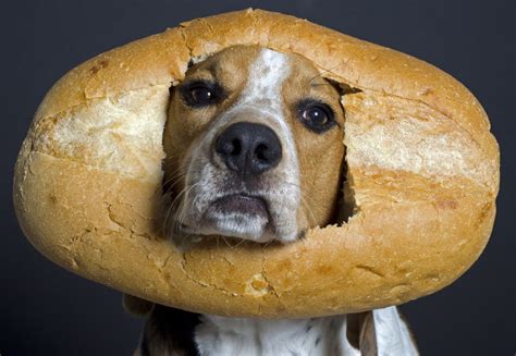 Can dogs have white bread? Is white bread bad for dogs