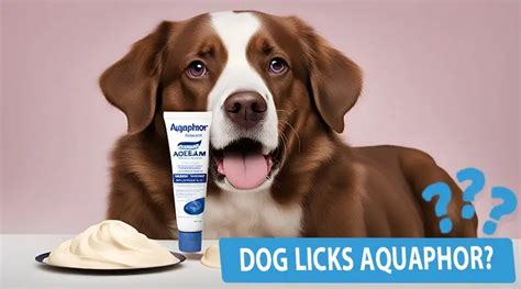 Can dogs lick aquaphor. Things To Know About Can dogs lick aquaphor. 
