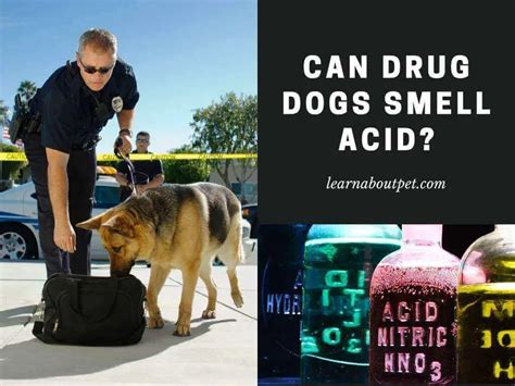 Can dogs smell acid. Jun 7, 2023 · Can drug dogs smell acid? Many people wonder if drug dogs can detect the scent of LSD, or acid. The answer is yes, they can. LSD has a strong odor that drug dogs can pick up on. However, it is important to note that LSD is not a drug that is commonly used or trafficked, so drug dogs may not be specifically trained to detect it. 