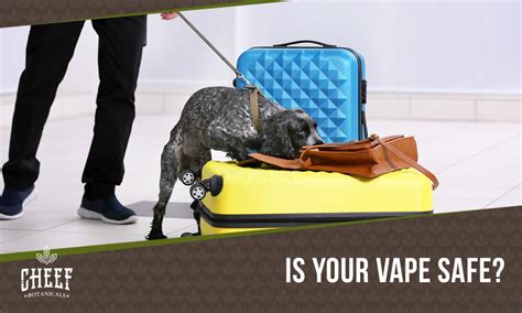Can dogs smell carts. With cannabis legalization spreading across North America, more people are using cannabis cartridges or 'carts'. Naturally, questions arise around how discreet and undetectable cart usage is, especially around drug dogs. Can drug dogs smell carts? 