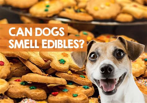 no they can't. If they were cookies then they would maybe be able to smell it. But edibles he should be good just tell him not to be greedy and try to sneak back too many. also tell him to buy an edible gummy like the RIPS candy and mix it with the real RIPS candy.. 