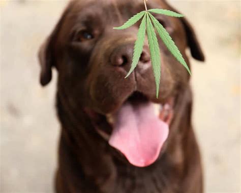 Cannabis toxicity occurs when your dog ingests the plant itself, eats products containing cannabis, or inhales the secondhand smoke or vapor from a marijuana cigarette or vaporizer. With wider public use of marijuana, the Pet Poison Helpline (855-764-7661) has seen a 400% increase in the past six years in calls related to marijuana …. 