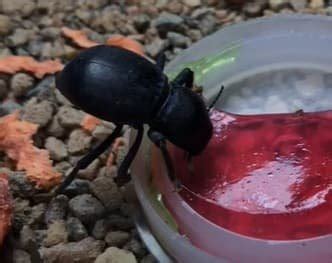 Can dried out mealworms turn into a beetle? BackYard …