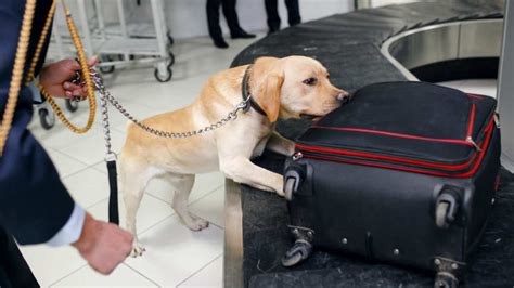 Sniffing dogs are used to detect things. You can see them in various military operations and countries’ airports. Training is necessary for dogs to detect specific things. Can …. 