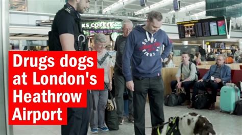 Drug sniffing dogs can easily pinpoint bags carrying drugs and taking more than the legal limit can land you in jail. Can drug dogs smell edible gummies at the airport? Drug dogs are trained to smell …. 