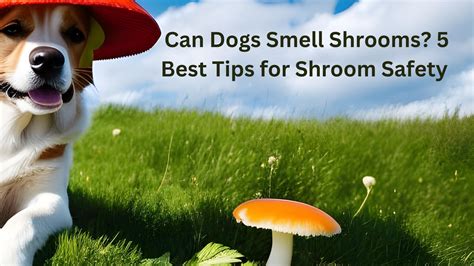 Can drug dogs smell shrooms. A dog could absolutely be trained to smell specific mushrooms. We wouldn't know for sure what specific compound it is that they would use for their identification without a super … 