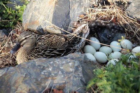 Can duck eggs survive in water? - Answers