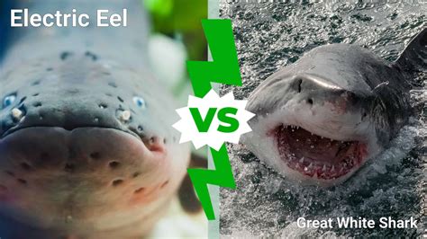 Can electric eel kill a shark? - YouTube