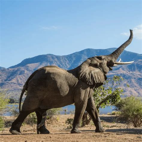 Can elephants jump. Elephants breathe mostly with the trunk but also with the mouth. They have a hindgut fermentation system, and their large and small intestines together reach 35 m (115 ft) in length. Less than half of an elephant's food intake gets digested, despite the process lasting a day. An elephant's kidneys can produce more than 50 litres of urine per day. 