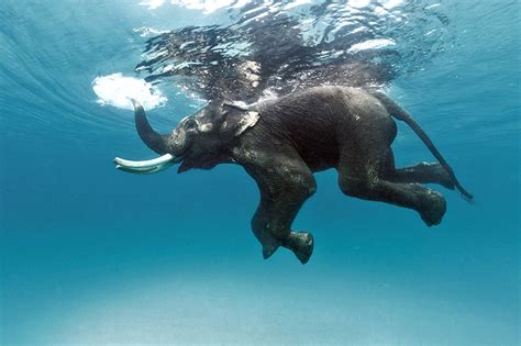 Can elephants swim. top speed (running) feels like. 22' 7". 8.8 tons. 24.9 mph. 6.5 mph. Elephants swim well, but cannot trot, jump, or gallop. They do have two gaits: a walk; and a faster gait that is similar to running. In walking, the legs act as pendulums, with the hips and shoulders rising and falling while the foot is planted on the ground. 