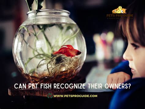 Can fish recognize their owners? - See the answer