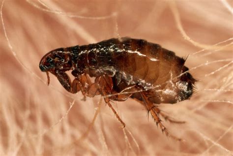 Can fleas live in carpet. How long can fleas live in carpet? Fleas can live in carpet for several weeks and even months at a time. Because carpets are warm, dark and relatively dry environments, fleas may find them to be a perfect habitat for hiding, mating and laying eggs. Adult fleas can survive without food for up to two weeks, but they … 