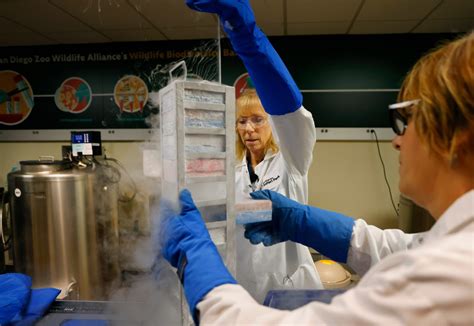 Can frozen DNA help species survive extinction? San Diego’s Frozen Zoo, conservationists partner to put biodiversity banking on the map