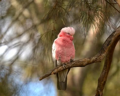 Can galahs eat watermelon? - Answers