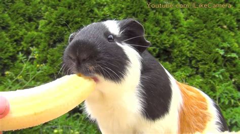 Can guinea pigs eat bananas. Things To Know About Can guinea pigs eat bananas. 