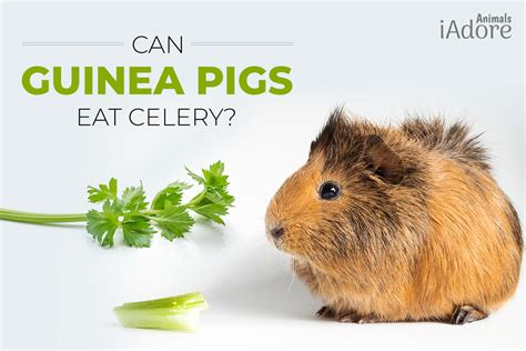 Can guinea pigs eat celery. Things To Know About Can guinea pigs eat celery. 