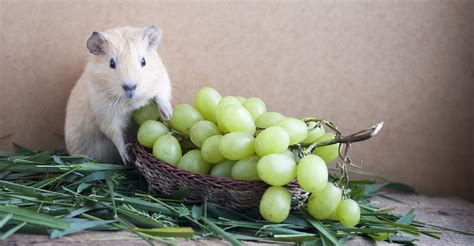 Can guinea pigs eat grapes. Things To Know About Can guinea pigs eat grapes. 