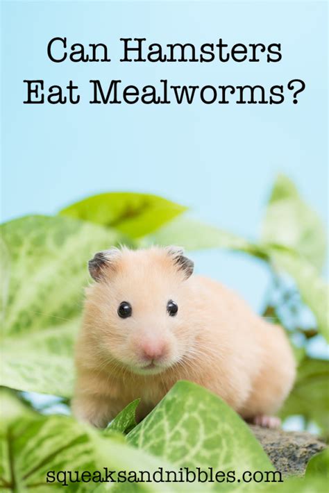 Can hamsters eat mealworms. Things To Know About Can hamsters eat mealworms. 