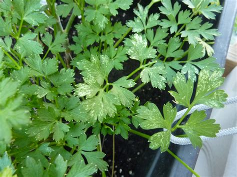 Can herbs with white spots be eaten and be dried?