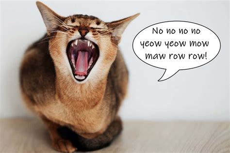 Can high pitched noises really be harmful to your cat?