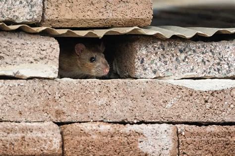 Can house mice climb walls. 5 Ways Mice Enter Your Home. 1. The Roof. The roof is an easy access point for mice in house. Trees or other vegetation that hang over your home act as highways for the rodents. Mice are also able to climb vertically up the side of brick walls. While on the roof, a mouse’s access points include vents or chimneys. 