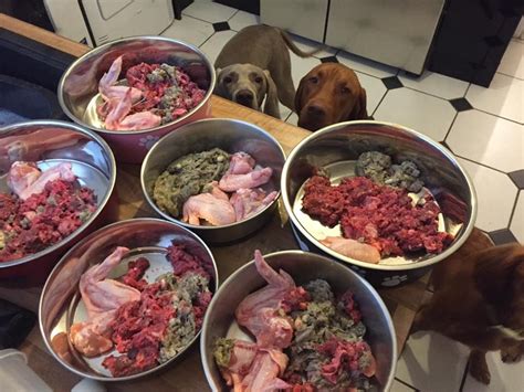 Can i feed my dog raw meat from the supermarket. So for example, a 50lb dog would require about 1 lb (0.45kg) of raw food per day. This amount can be separated and fed in a morning and evening meal, so you would feed about 8 ounces (½ pound) at each meal. Growing puppies will need more food – about 10 percent of their body weight per day. This can be fed in 3 meals. 