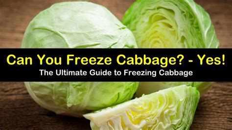 Can i freeze cabbage. Things To Know About Can i freeze cabbage. 