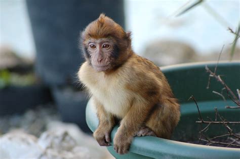 Can i own a monkey in louisiana. Find out which states allow you to keep a pet monkey legally and which ones are barring this practice. Compare with other state rankings on Wisevoter. 