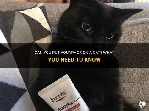 Can i put aquaphor on my cat. Things To Know About Can i put aquaphor on my cat. 