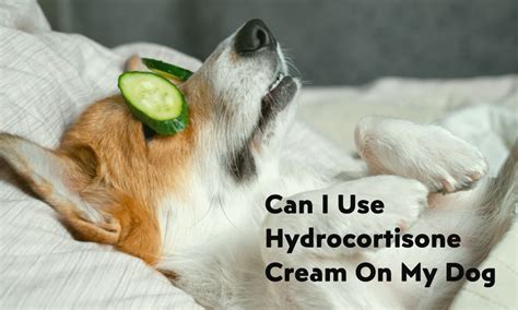 Can i use hydrocortisone cream on my dog. Things To Know About Can i use hydrocortisone cream on my dog. 