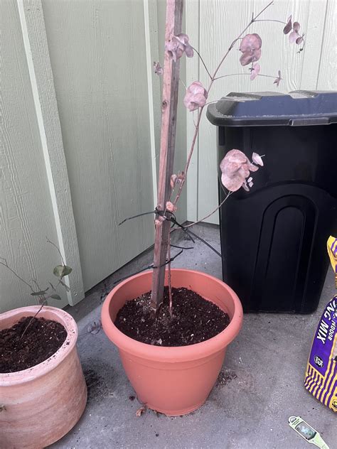 Can it be saved? : r/plantclinic - Reddit