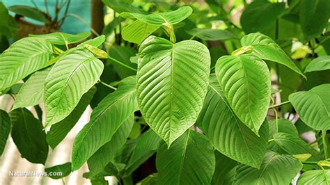 Several cases of kratom-induced liver injury have been re