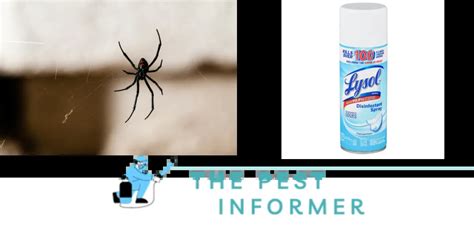 Does Lysol Kill Spiders? Yes, indeed! By physically obstructin