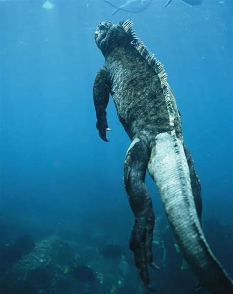 Can marine iguanas really stop their heart from functioning ... - Quora