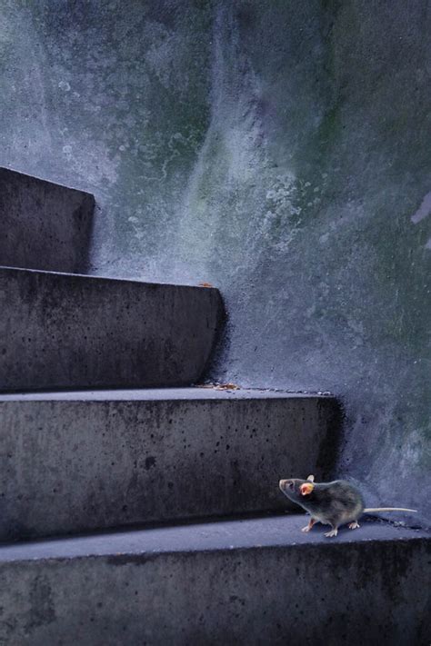 Can mice climb stairs. Sep 14, 2020 ... Mice might as well be tiny gymnasts; that's what naturally amazing climbers and jumpers they are. So, yes, mice can climb stairs. They can even ... 