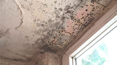 Can mold grow on concrete. The wooly, spore-producing mold latches onto damp organic matter, such as sheetrock backing and wood. It can grow on an inorganic matter like glass, metals, or ... 