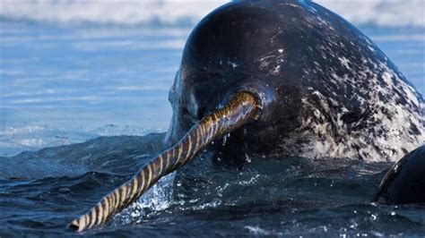 Can narwhals have 2 tusks? Explained by FAQ Blog