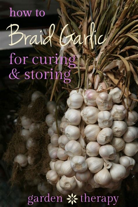 Can ornamental garlic survive winter? - Gardening tips & advice