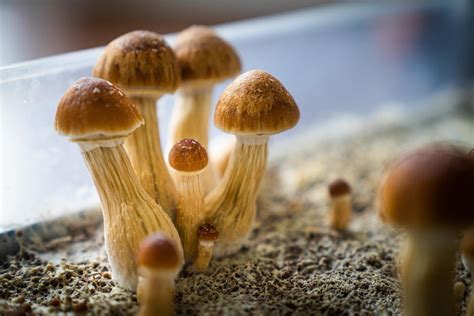 Can psilocybin help ease existential despair in patients with advanced cancer? Researchers hope to find out.