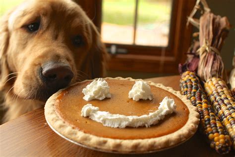 Can puppy enjoy some Thanksgiving treats?