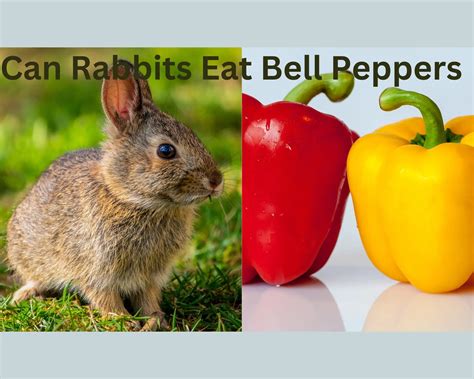 Can rabbits eat bell peppers? Tiny Pets Tube