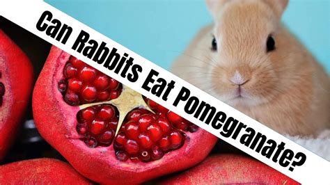 Can rabbits have pomegranate. I believe they can. When I was growing up in Greece my aunt had rabbits and several pomegranate trees, and they would go berserk over the fruit and the leaves. The only thing I would be wary of with the fruit is the sugar content, so it would have to be an occasional treat. 05/05/2017 at 9:31 PM. LBJ10. 