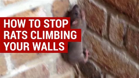 Can rats climb walls. These rodents can chew through drywall and, once inside the wall, use the internal wall beams to traverse the wall. Can Chipmunks Climb Fences? The answer varies based on the sort of fence in question. For example, chipmunks can struggle to climb chainlink fences as the fence is very narrow, making it difficult for the chipmunk to keep its balance. 