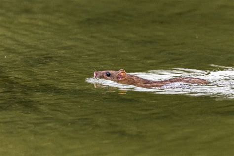 Can rats swim. .  <a href=https://mercers2.sociallyenterprise.com/assets/images/s3...