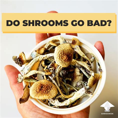 Can shrooms go bad. Bad mushrooms can, however, make you very sick. The risk of this happening is low if the mushrooms you eat are store-bought or farm-fresh. They pose even less risk if you eat them cooked. Nevertheless, it's still a good idea to take steps to avoid eating spoiled or rotten food. You don't want to take any chances. 