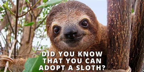 Can sloths fly? - Answers