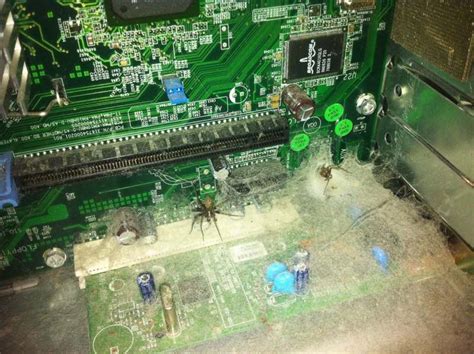 Can spiders/bugs/insects get into your computer? : r/AskReddit